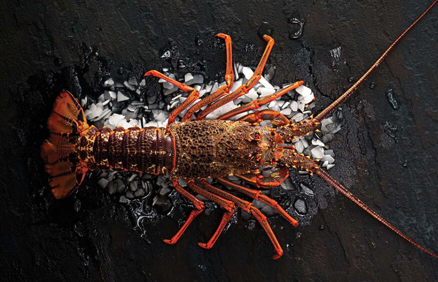Kōura (Lobster)