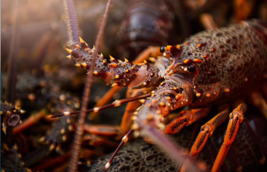 Supply chain and live exports - crayfish