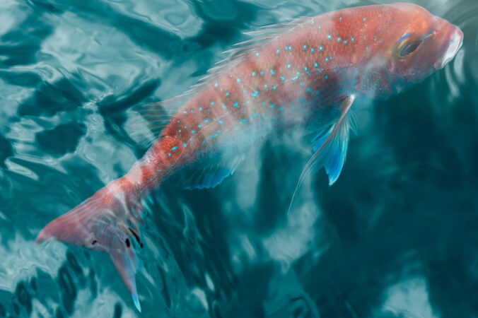 Ika (Finfish)