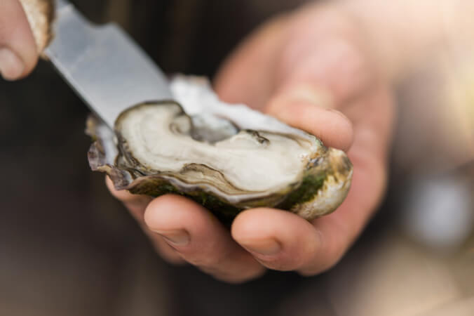 Triploid ‘all season’ oysters