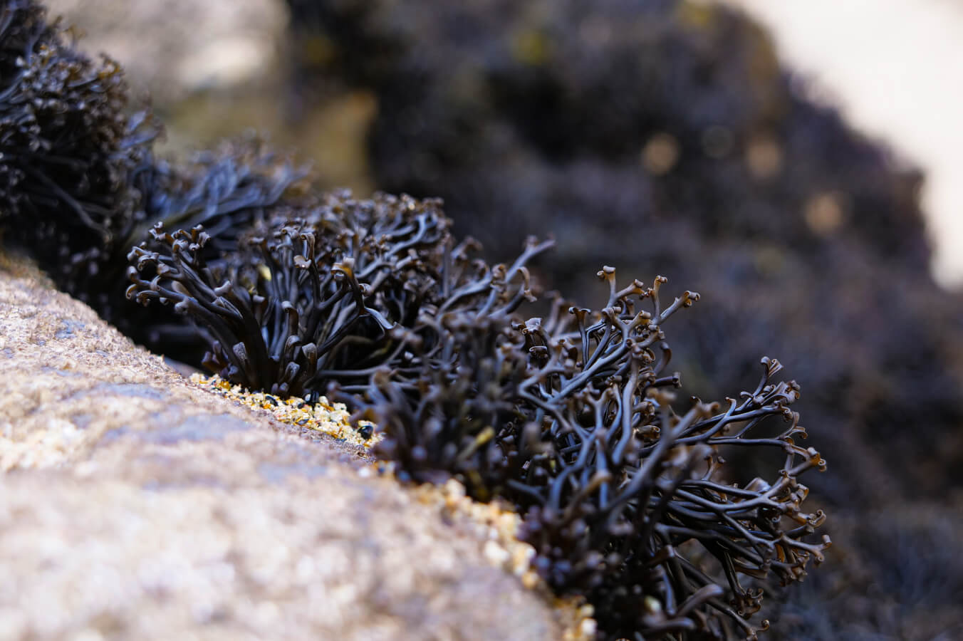 Seagrass habitat