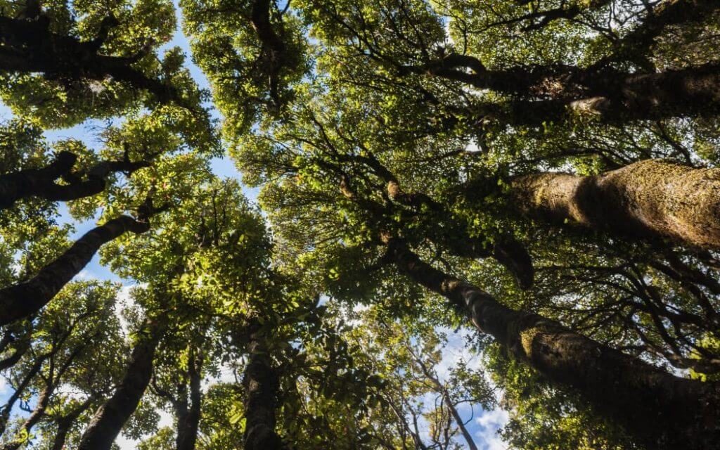 Te Arawa Forest